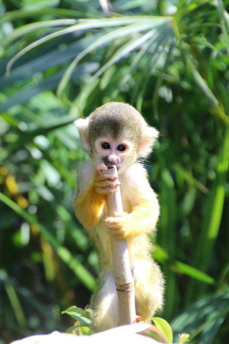 Squirrel monkey