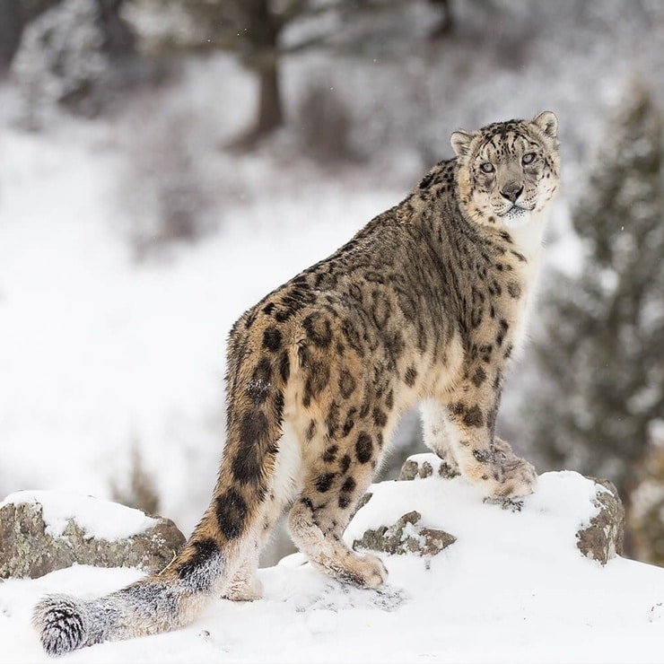 Picture of Snow Leopard