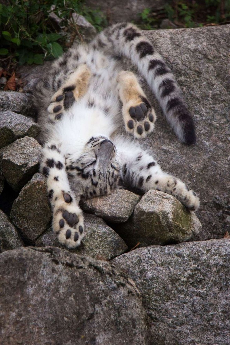 Snow Leopard