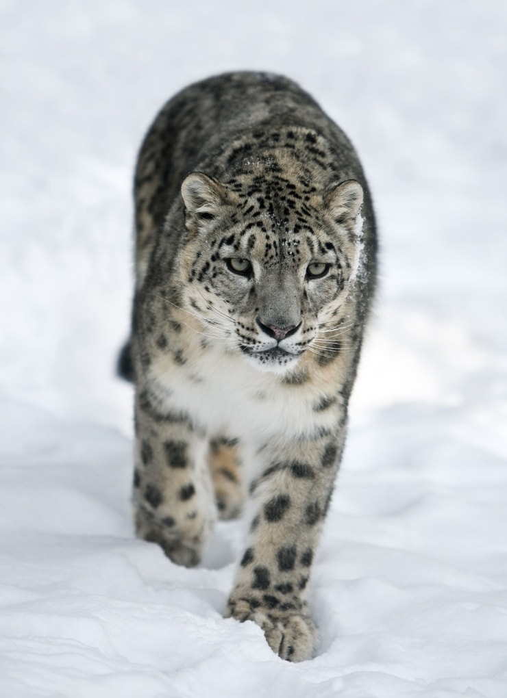 Snow Leopard