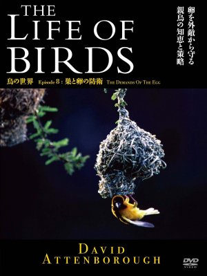 The Life of Birds