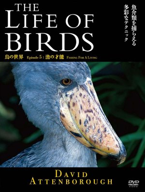 The Life of Birds