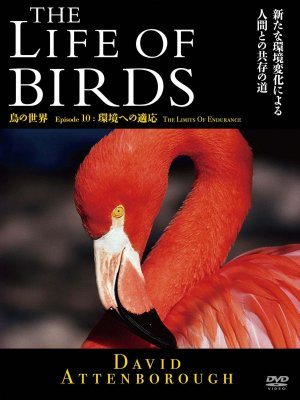 The Life of Birds