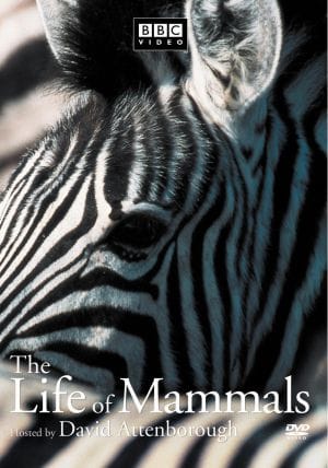 The Life of Mammals