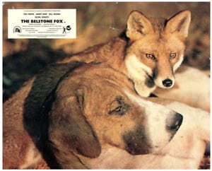 The Belstone Fox
