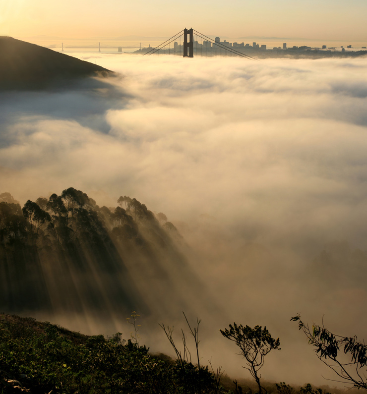 Fog