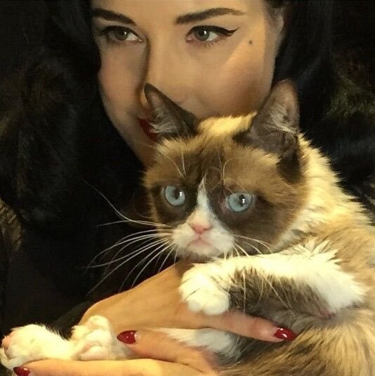 Grumpy Cat