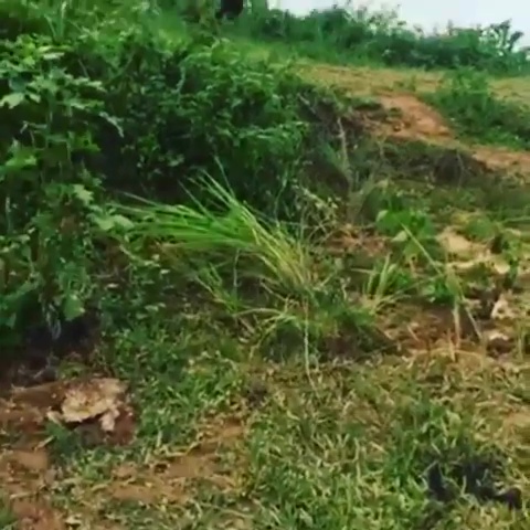 Nusraat Faria Mazhar
