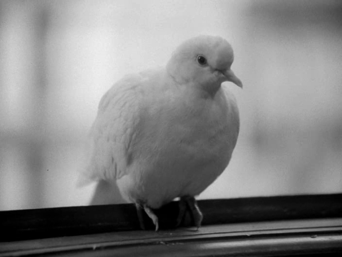 My 20th Century (1989)