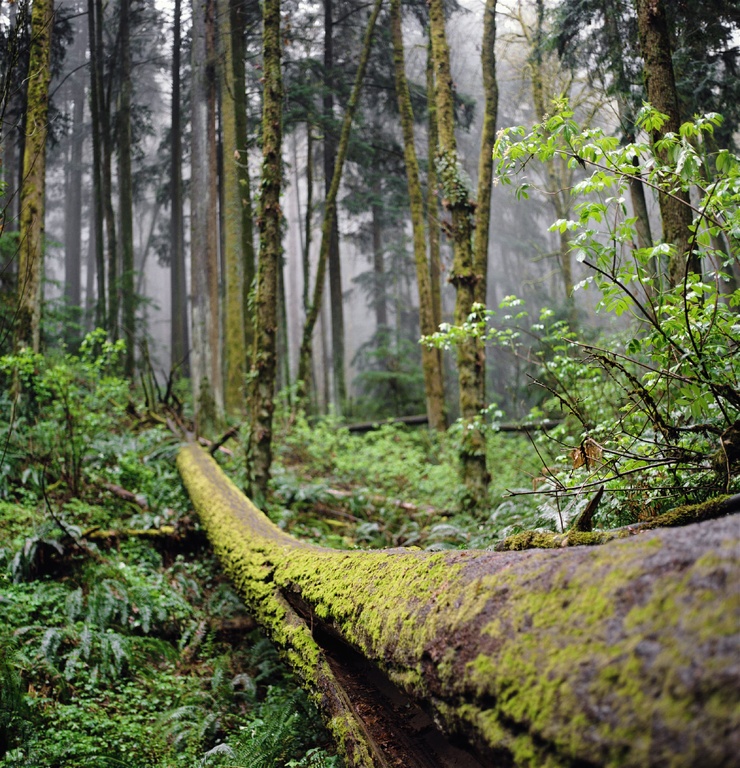 Oregon