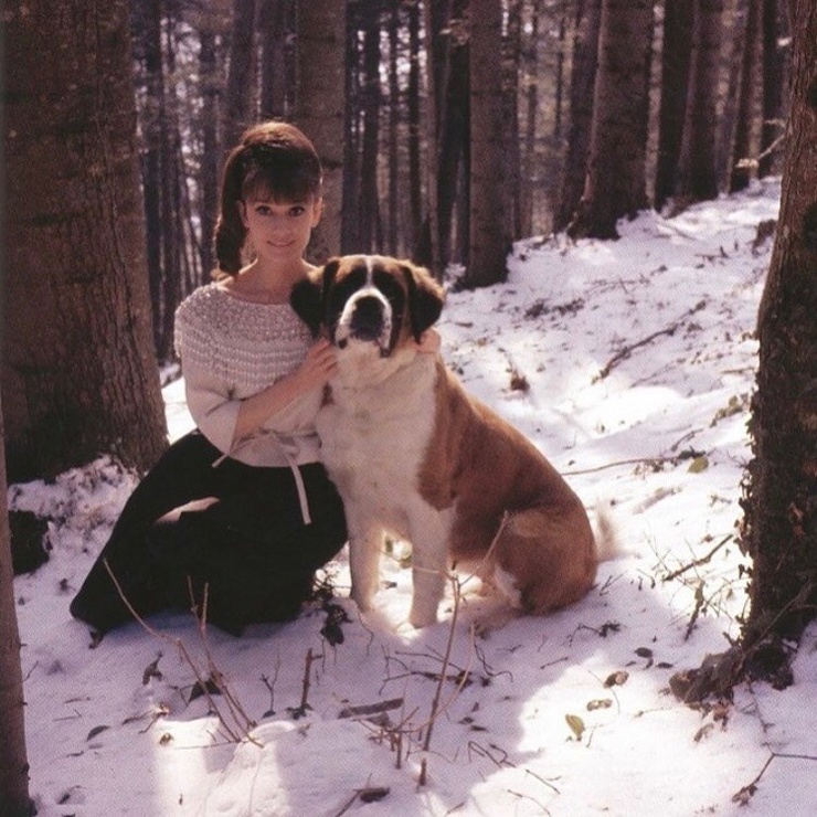 Audrey Hepburn Audrey Hepburn