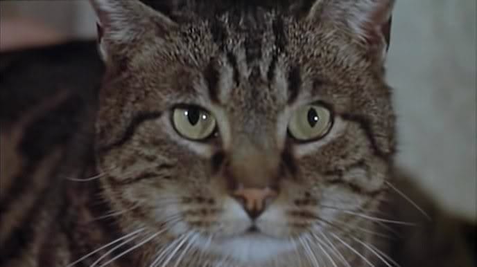Le Chat Le Chat