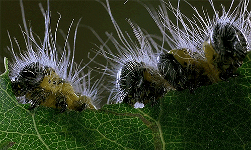 Microcosmos Microcosmos