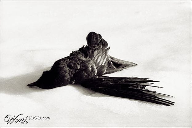 The Crow