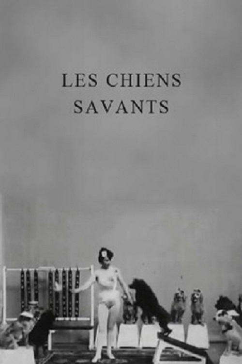 Les chiens savants Les chiens savants