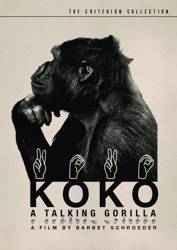 Koko: A Talking Gorilla