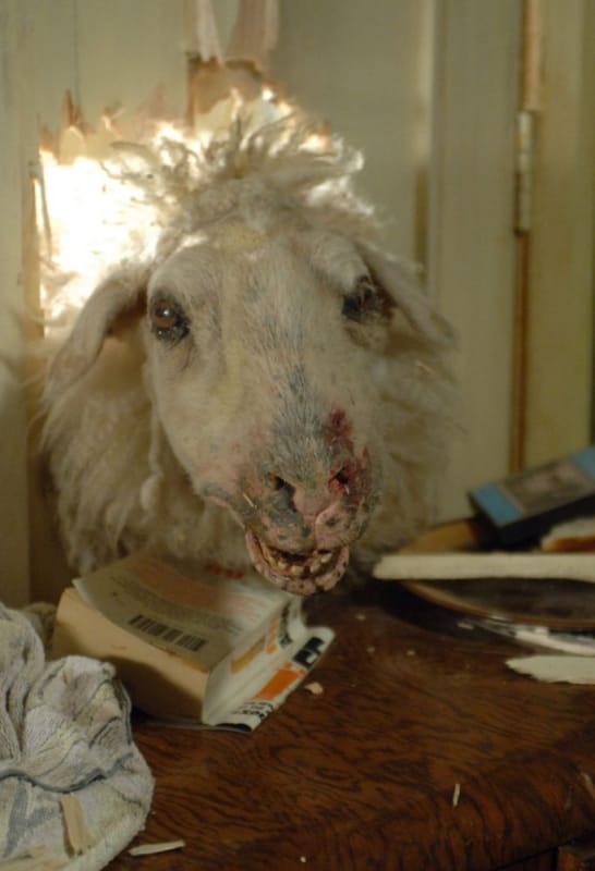 Black Sheep (2006)