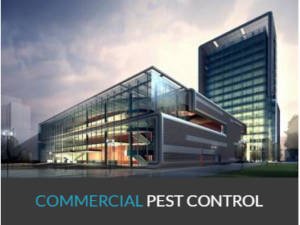 Best Pest Control Services Surrey & Pest Control Vancouver