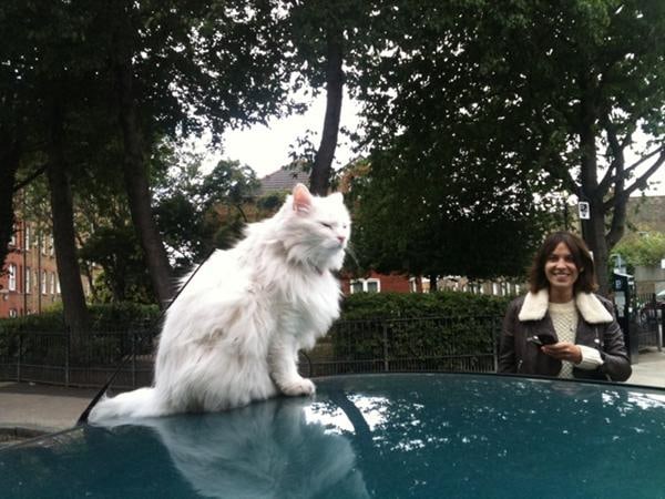 Alexa Chung