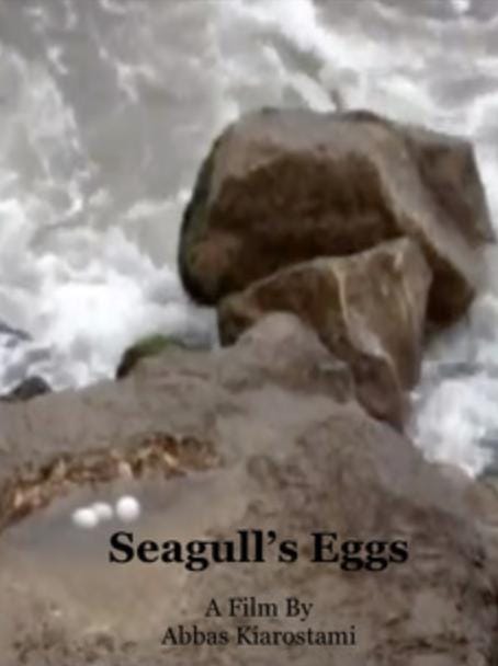 Seagull Eggs