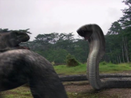 Komodo vs. Cobra