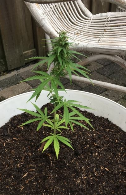 My own home-grown weed