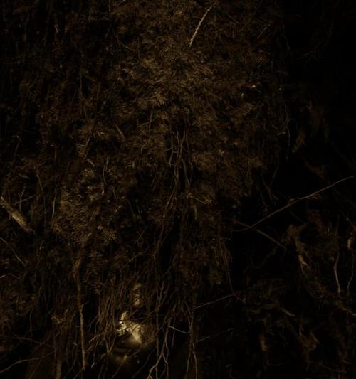 Wolves in the Throne Room