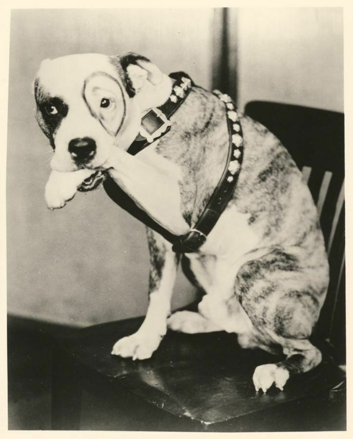 Pete the Dog
