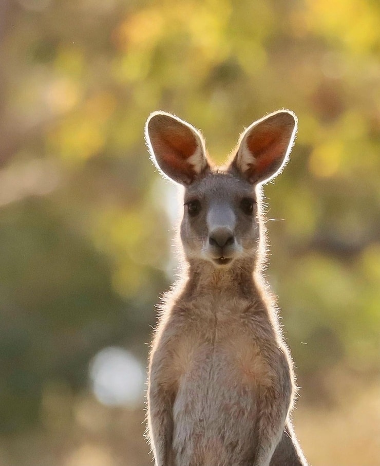 Australia
