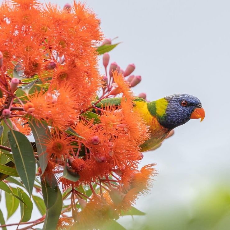 Australia