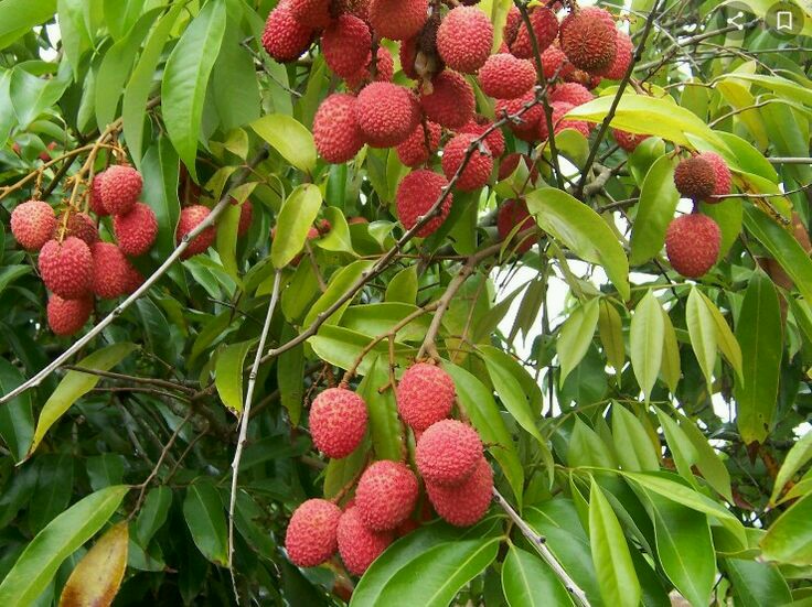 Lychee