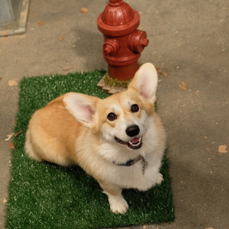 Cheddar