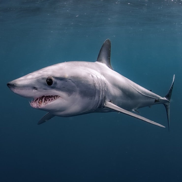 Shortfin Mako Shark