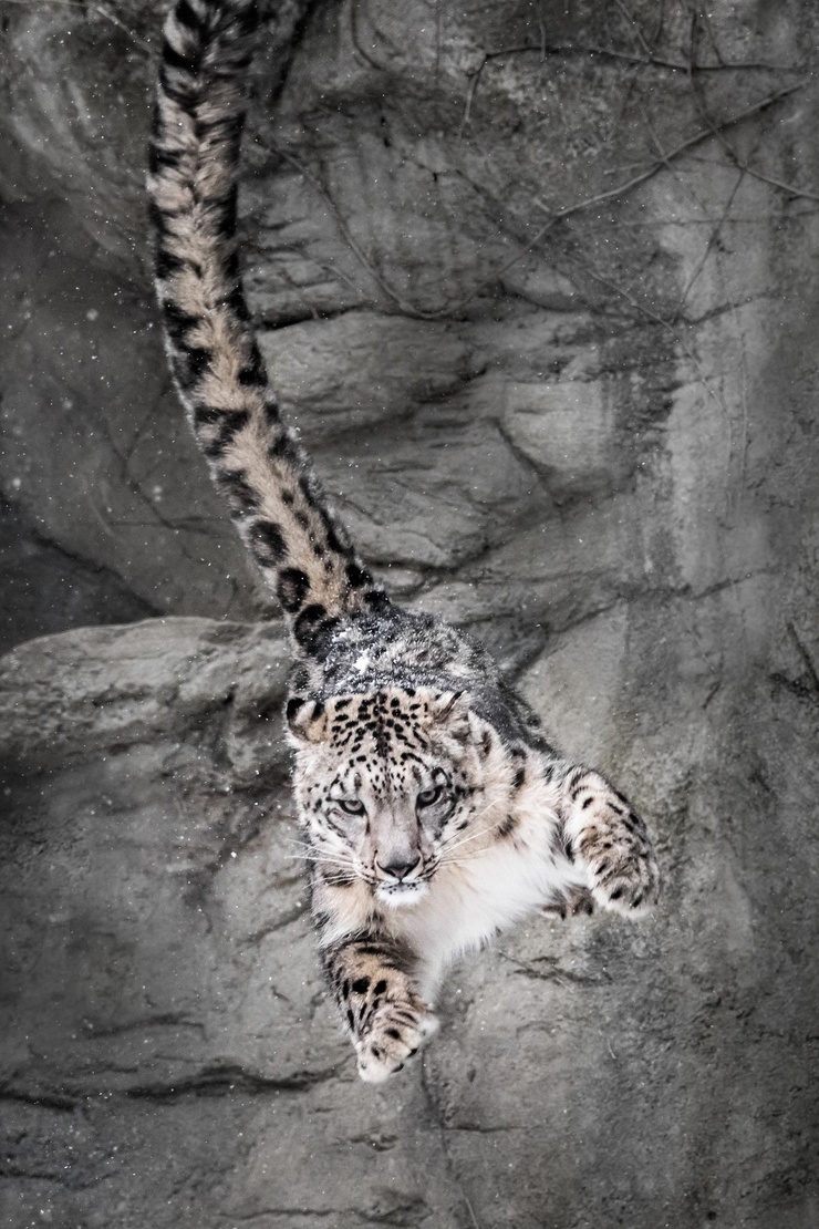 Snow Leopard