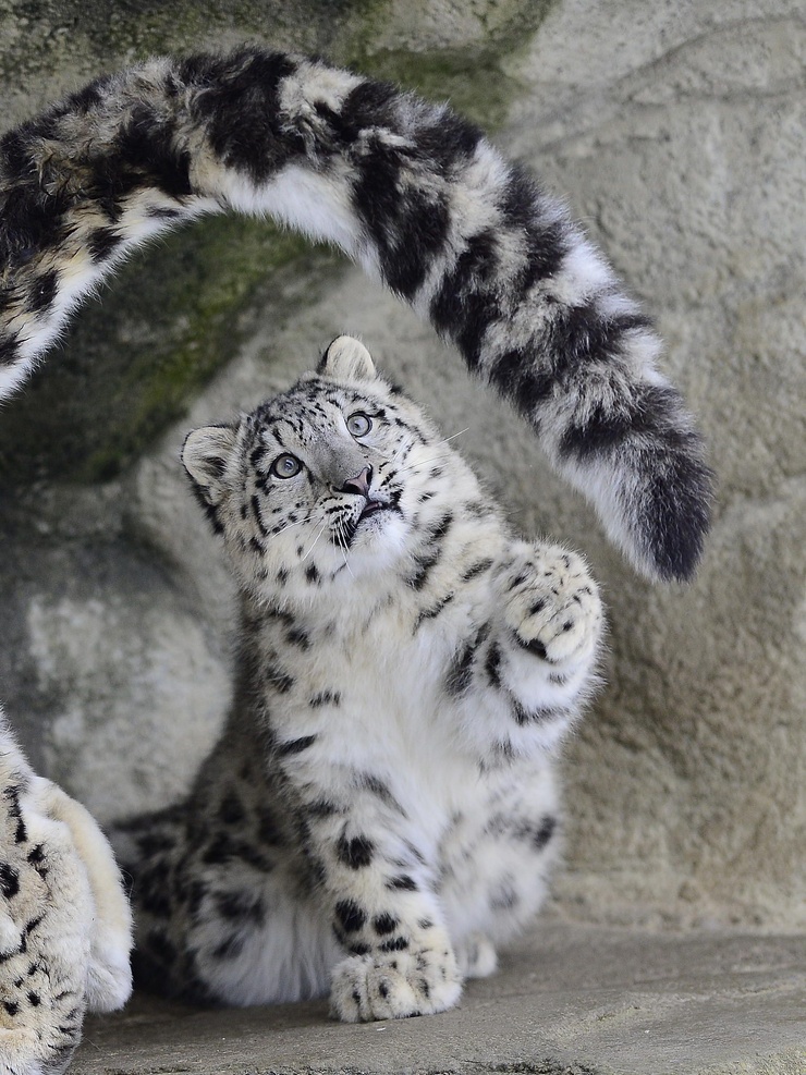 Snow Leopard