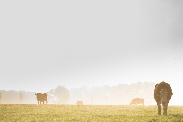 Cowspiracy: The Sustainability Secret                                  (2014)
