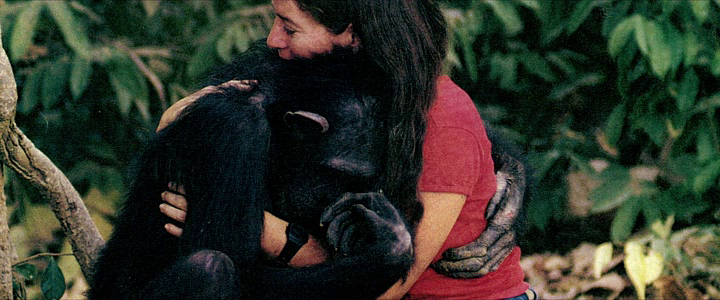 Lucy, the Human Chimp