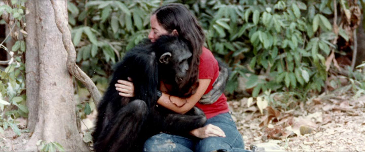 Lucy, the Human Chimp