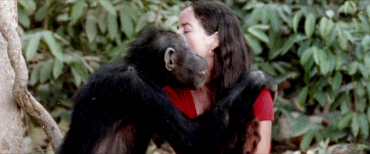 Lucy, the Human Chimp