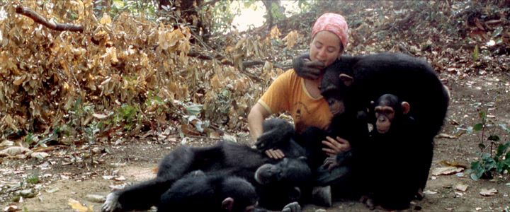 Lucy, the Human Chimp