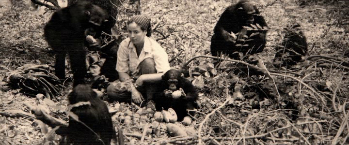 Lucy, the Human Chimp