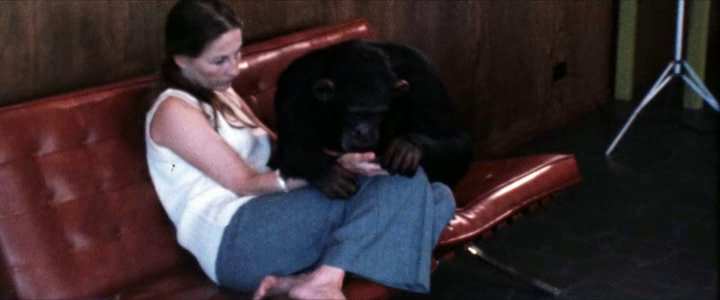 Lucy, the Human Chimp