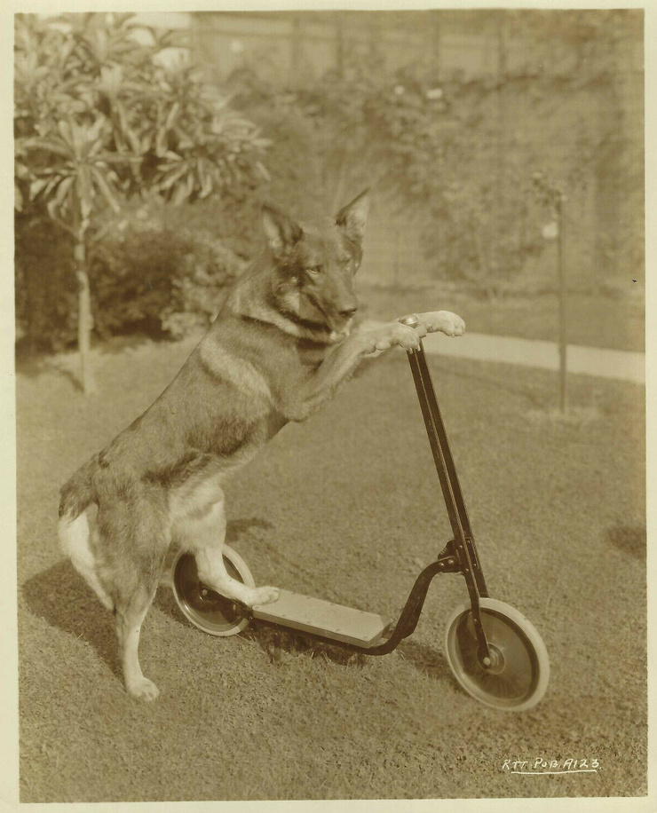 Rin Tin Tin