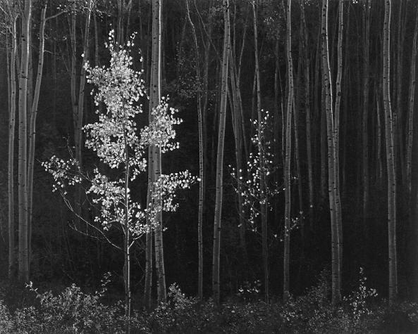 Ansel Adams