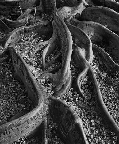 Ansel Adams Ansel Adams