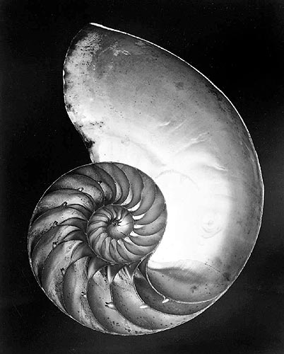 Edward Weston Edward Weston