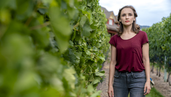 Autumn in the Vineyard