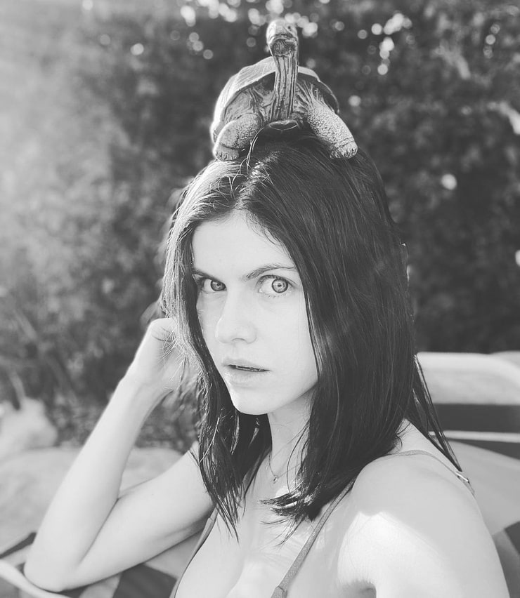 Picture of Alexandra Daddario