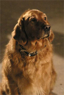 Bud the Dog
