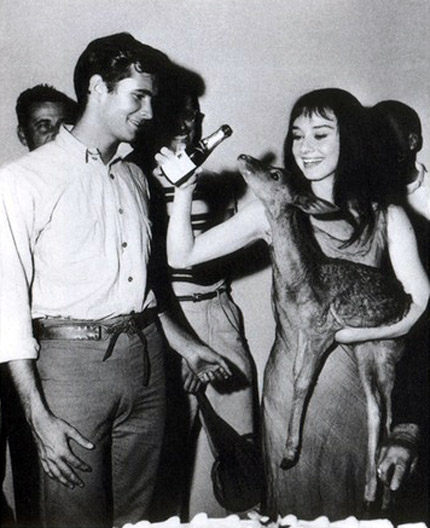 Audrey Hepburn Audrey Hepburn